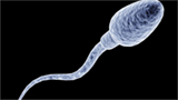 2 samples, 1 microscopic finish line: US city set to host world’s first sperm race